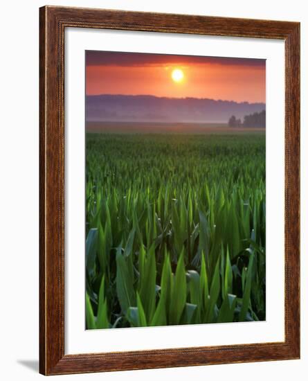 Sunrise over Field Corn, Hermann, Missouri, USA-Chuck Haney-Framed Photographic Print