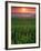 Sunrise over Field Corn, Hermann, Missouri, USA-Chuck Haney-Framed Photographic Print