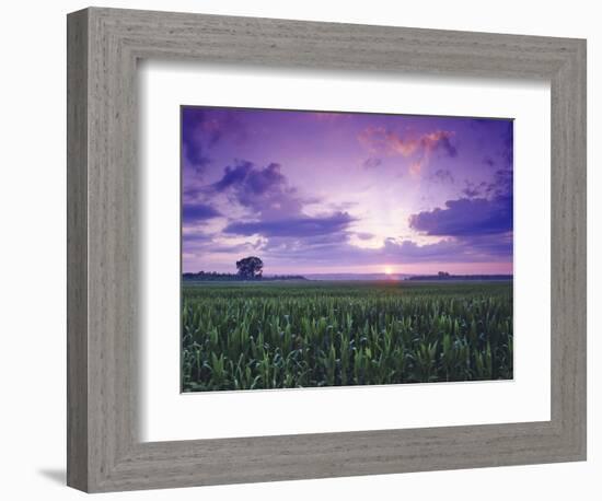 Sunrise over Field Corn, Hermann, Missouri, USA-Chuck Haney-Framed Photographic Print