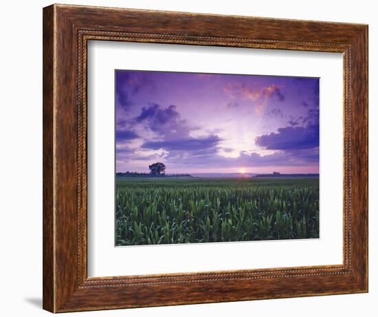 Sunrise over Field Corn, Hermann, Missouri, USA-Chuck Haney-Framed Photographic Print