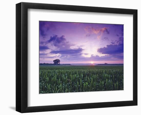 Sunrise over Field Corn, Hermann, Missouri, USA-Chuck Haney-Framed Photographic Print