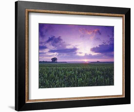 Sunrise over Field Corn, Hermann, Missouri, USA-Chuck Haney-Framed Photographic Print