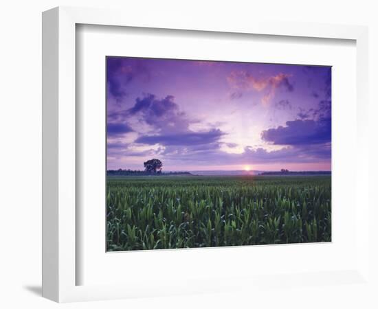 Sunrise over Field Corn, Hermann, Missouri, USA-Chuck Haney-Framed Photographic Print