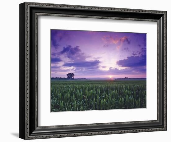 Sunrise over Field Corn, Hermann, Missouri, USA-Chuck Haney-Framed Photographic Print