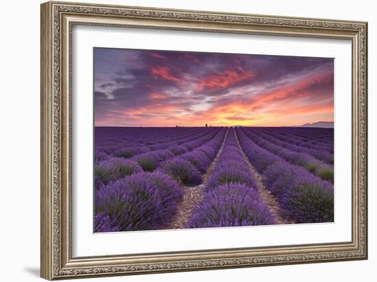 Sunrise over Lavender-Michael Blanchette Photography-Framed Photographic Print