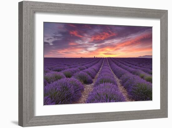 Sunrise over Lavender-Michael Blanchette Photography-Framed Photographic Print