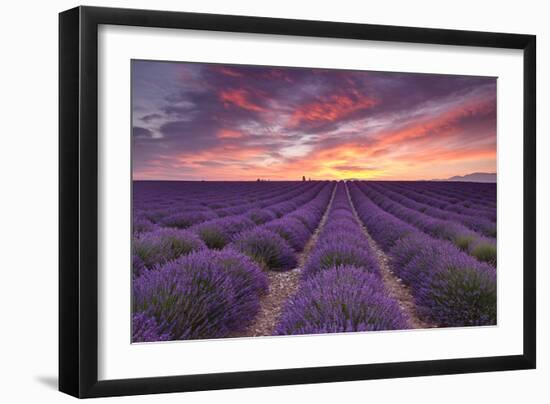 Sunrise over Lavender-Michael Blanchette Photography-Framed Photographic Print