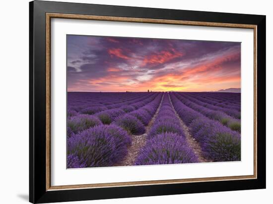 Sunrise over Lavender-Michael Blanchette Photography-Framed Photographic Print