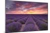 Sunrise over Lavender-Michael Blanchette Photography-Mounted Photographic Print