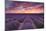 Sunrise over Lavender-Michael Blanchette Photography-Mounted Photographic Print