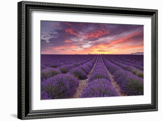 Sunrise over Lavender-Michael Blanchette Photography-Framed Photographic Print