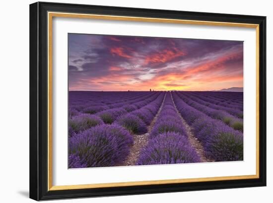 Sunrise over Lavender-Michael Blanchette Photography-Framed Photographic Print