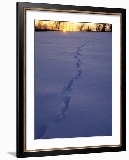 Sunrise over Snowfield with Deer Tracks in Winter, Northern Forest, Maine, USA-Jerry & Marcy Monkman-Framed Photographic Print