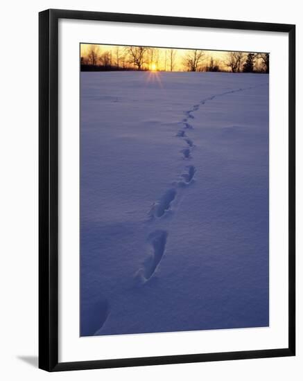 Sunrise over Snowfield with Deer Tracks in Winter, Northern Forest, Maine, USA-Jerry & Marcy Monkman-Framed Photographic Print