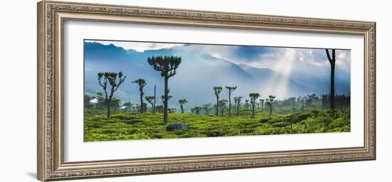 Sunrise over Tea Plantations and Mountains-Matthew Williams-Ellis-Framed Photographic Print