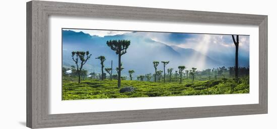 Sunrise over Tea Plantations and Mountains-Matthew Williams-Ellis-Framed Photographic Print