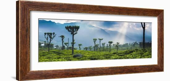 Sunrise over Tea Plantations and Mountains-Matthew Williams-Ellis-Framed Photographic Print