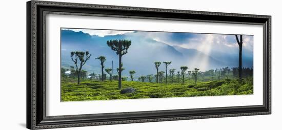 Sunrise over Tea Plantations and Mountains-Matthew Williams-Ellis-Framed Photographic Print