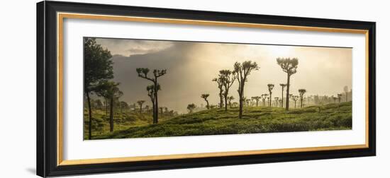 Sunrise over Tea Plantations, Haputale, Sri Lanka Hill Country, Sri Lanka, Asia-Matthew Williams-Ellis-Framed Photographic Print