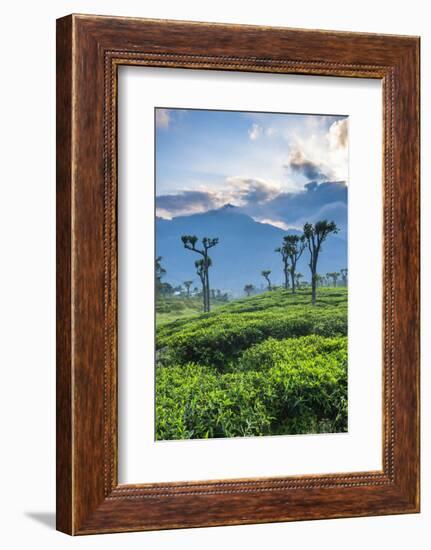 Sunrise over Tea Plantations, Haputale, Sri Lanka Hill Country, Sri Lanka, Asia-Matthew Williams-Ellis-Framed Photographic Print