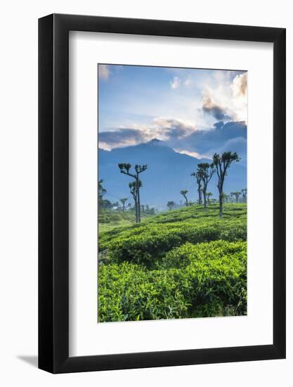 Sunrise over Tea Plantations, Haputale, Sri Lanka Hill Country, Sri Lanka, Asia-Matthew Williams-Ellis-Framed Photographic Print