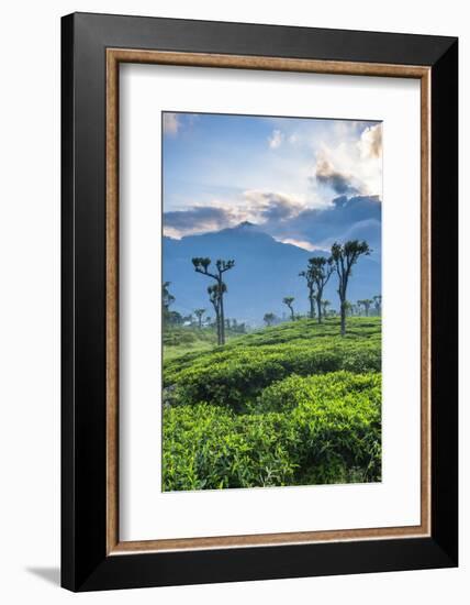 Sunrise over Tea Plantations, Haputale, Sri Lanka Hill Country, Sri Lanka, Asia-Matthew Williams-Ellis-Framed Photographic Print