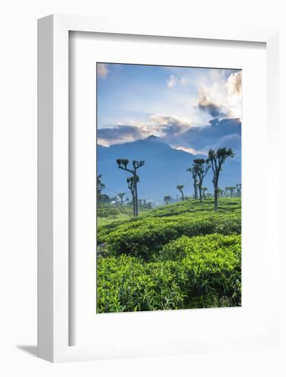 Sunrise over Tea Plantations, Haputale, Sri Lanka Hill Country, Sri Lanka, Asia-Matthew Williams-Ellis-Framed Photographic Print