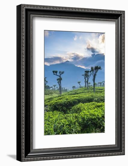 Sunrise over Tea Plantations, Haputale, Sri Lanka Hill Country, Sri Lanka, Asia-Matthew Williams-Ellis-Framed Photographic Print