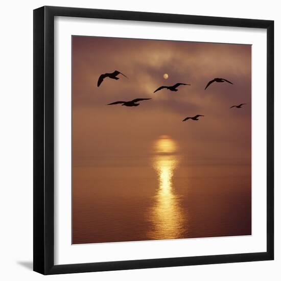 Sunrise over the Sea with Seagulls, UK-Mark Taylor-Framed Photographic Print