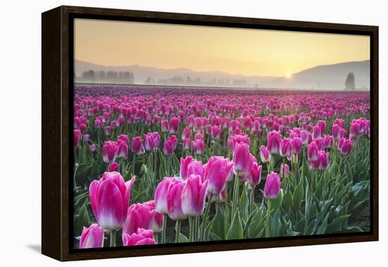 Sunrise over the Skagit Valley Tulip Fields, Washington State-Alan Majchrowicz-Framed Premier Image Canvas