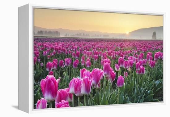 Sunrise over the Skagit Valley Tulip Fields, Washington State-Alan Majchrowicz-Framed Premier Image Canvas