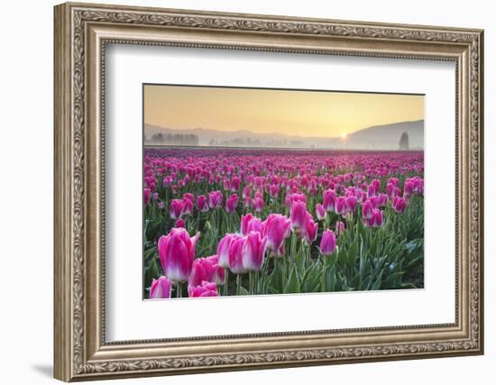 Sunrise over the Skagit Valley Tulip Fields, Washington State-Alan Majchrowicz-Framed Photographic Print