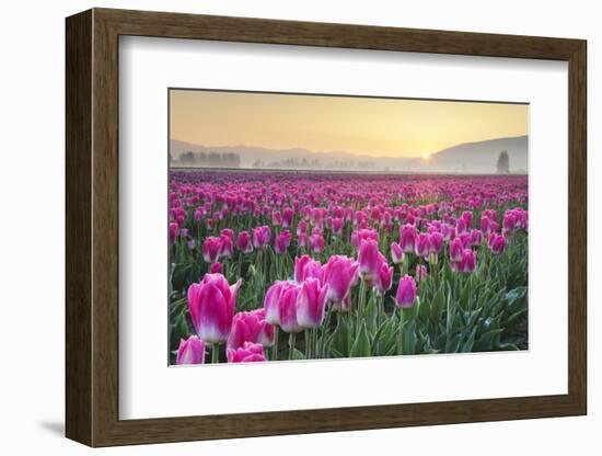 Sunrise over the Skagit Valley Tulip Fields, Washington State-Alan Majchrowicz-Framed Photographic Print