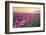 Sunrise over the Skagit Valley Tulip Fields, Washington State-Alan Majchrowicz-Framed Photographic Print