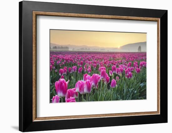 Sunrise over the Skagit Valley Tulip Fields, Washington State-Alan Majchrowicz-Framed Photographic Print