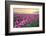 Sunrise over the Skagit Valley Tulip Fields, Washington State-Alan Majchrowicz-Framed Photographic Print