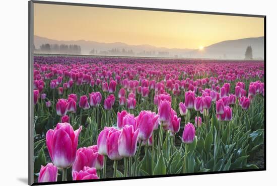 Sunrise over the Skagit Valley Tulip Fields, Washington State-Alan Majchrowicz-Mounted Photographic Print