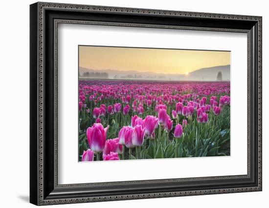 Sunrise over the Skagit Valley Tulip Fields, Washington State-Alan Majchrowicz-Framed Photographic Print