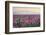 Sunrise over the Skagit Valley Tulip Fields, Washington State-Alan Majchrowicz-Framed Photographic Print