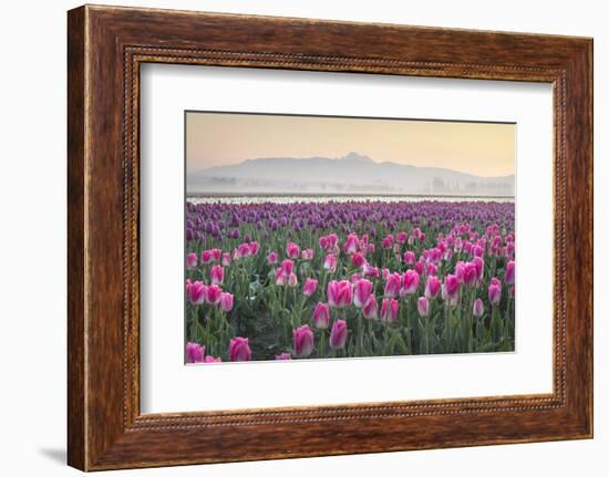 Sunrise over the Skagit Valley Tulip Fields, Washington State-Alan Majchrowicz-Framed Photographic Print