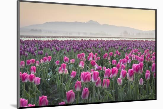 Sunrise over the Skagit Valley Tulip Fields, Washington State-Alan Majchrowicz-Mounted Photographic Print