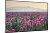 Sunrise over the Skagit Valley Tulip Fields, Washington State-Alan Majchrowicz-Mounted Photographic Print