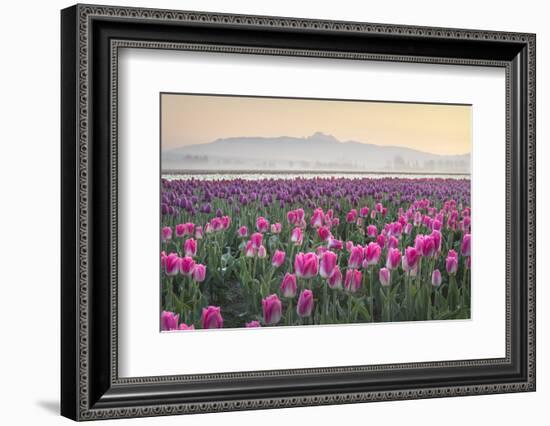 Sunrise over the Skagit Valley Tulip Fields, Washington State-Alan Majchrowicz-Framed Photographic Print