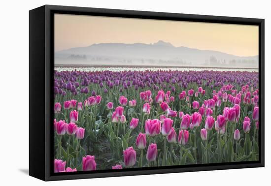 Sunrise over the Skagit Valley Tulip Fields, Washington State-Alan Majchrowicz-Framed Premier Image Canvas