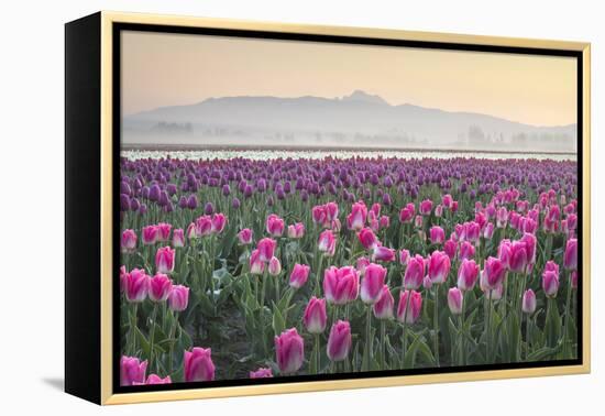 Sunrise over the Skagit Valley Tulip Fields, Washington State-Alan Majchrowicz-Framed Premier Image Canvas