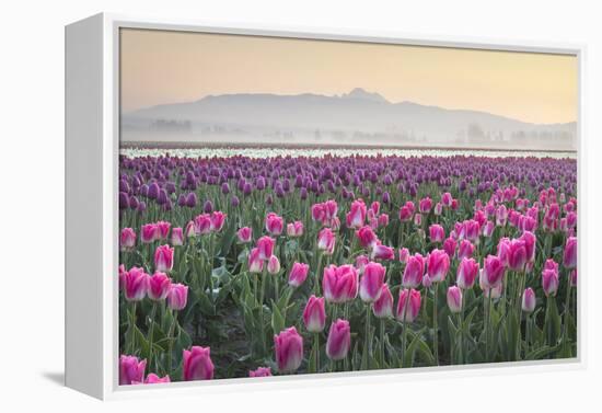 Sunrise over the Skagit Valley Tulip Fields, Washington State-Alan Majchrowicz-Framed Premier Image Canvas