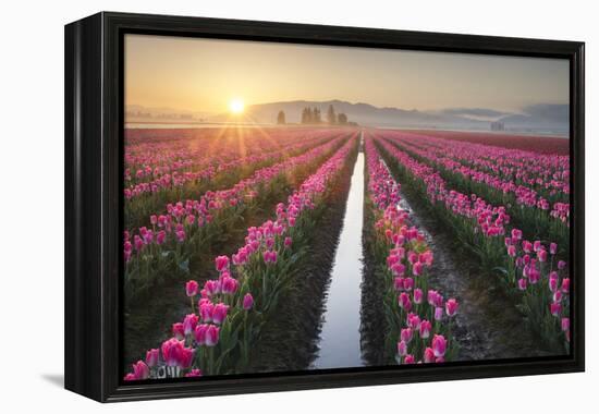 Sunrise over the Skagit Valley Tulip Fields, Washington State-Alan Majchrowicz-Framed Premier Image Canvas