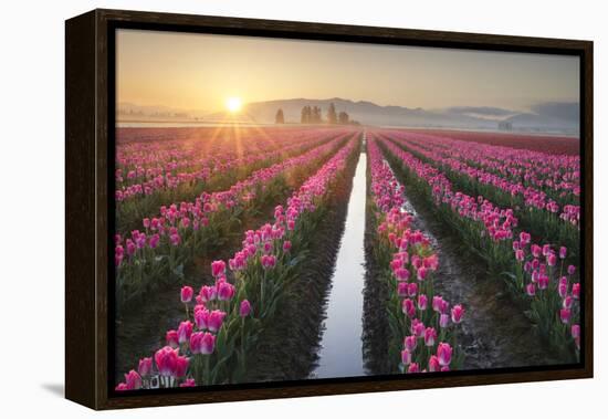 Sunrise over the Skagit Valley Tulip Fields, Washington State-Alan Majchrowicz-Framed Premier Image Canvas