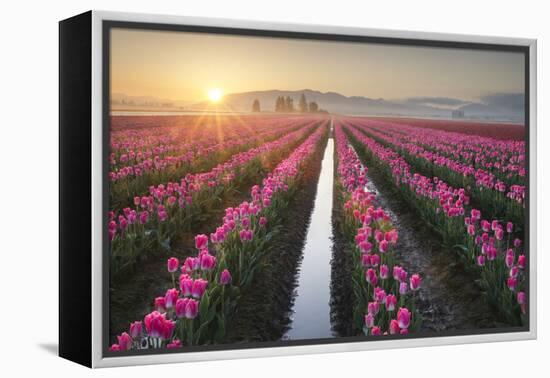 Sunrise over the Skagit Valley Tulip Fields, Washington State-Alan Majchrowicz-Framed Premier Image Canvas