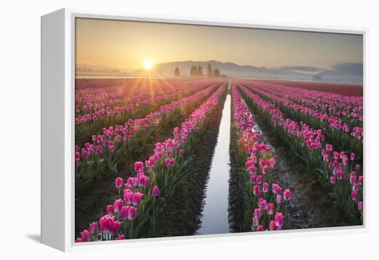 Sunrise over the Skagit Valley Tulip Fields, Washington State-Alan Majchrowicz-Framed Premier Image Canvas